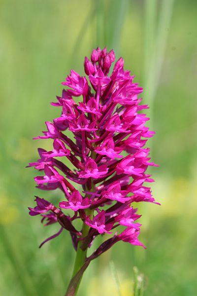Anacamptis pyramidalis