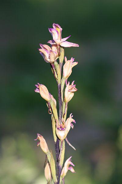 Limodorum abortivum