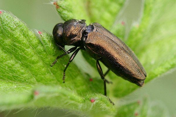 Coraebus elatus