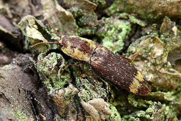 Lacon querceus