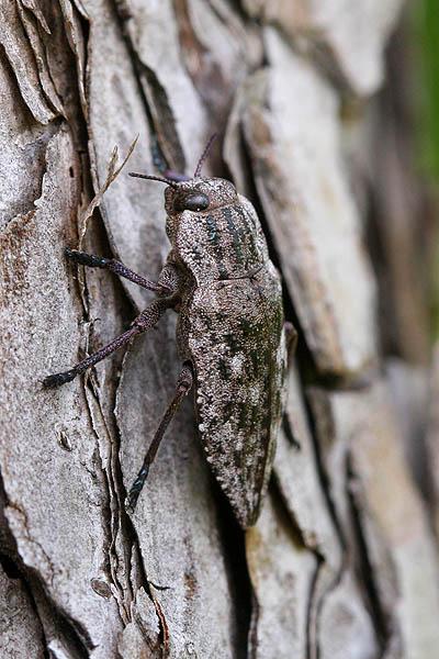 Dicerca moesta