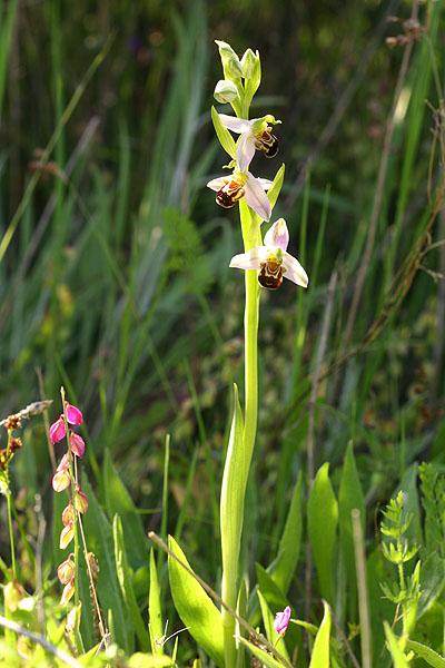 Ophrys apifera