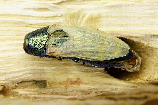 Coraebus fasciatus