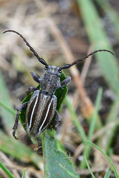 Neodorcadion bilineatum