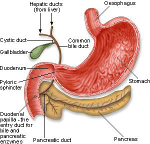Digestion Esophagus
