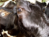  >Kisah lembu dan ayam