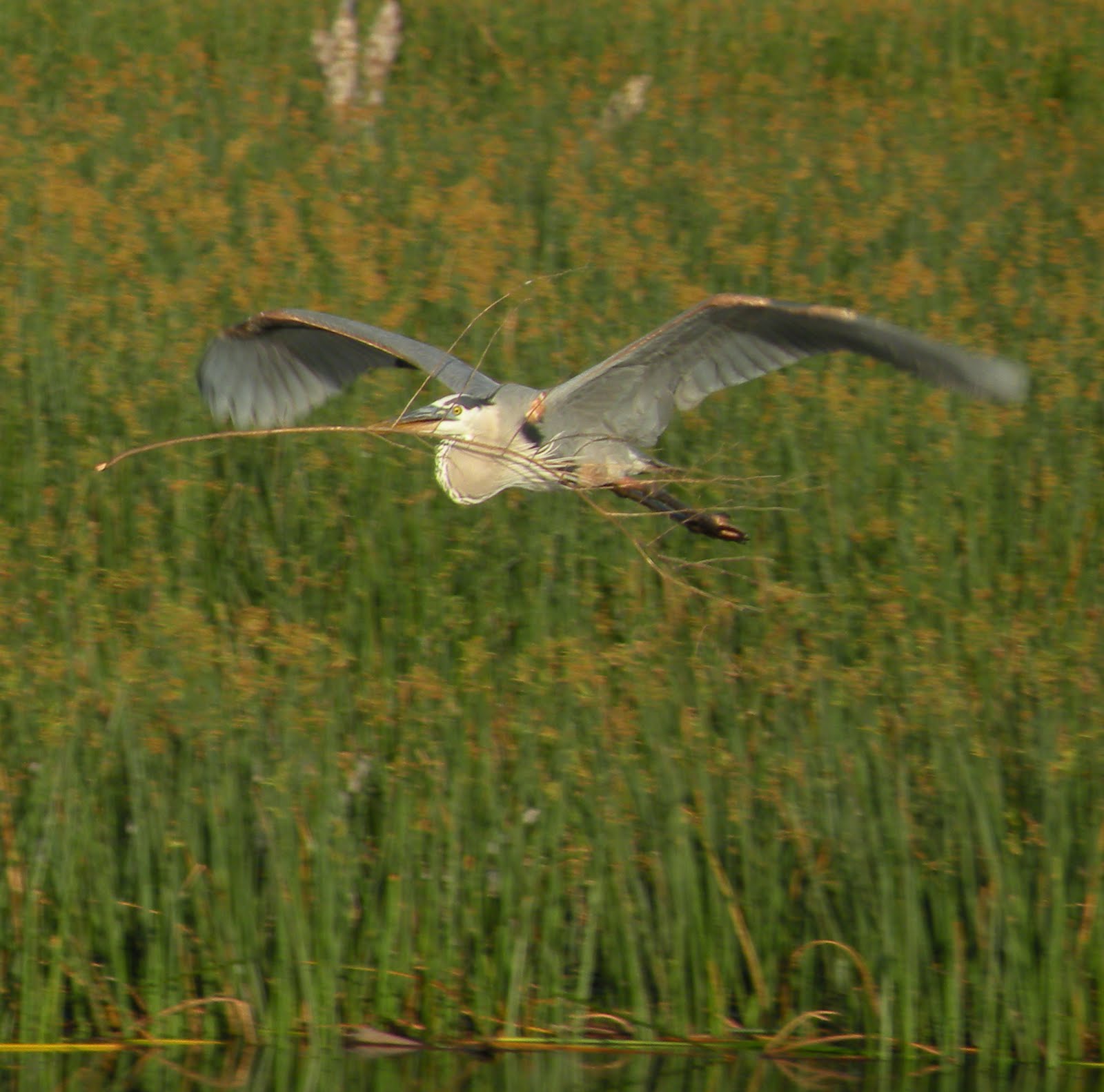 Animals and Landscapes of Florida Central Florida Birds The great