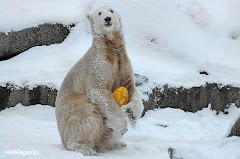 Knut & The Yellow Egg