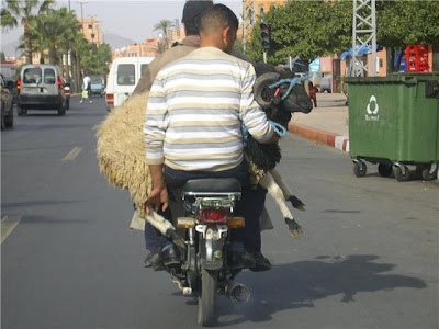 Avec quoi vous transportez votre mouton ? Transport+du+mouton