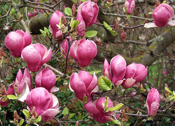 [flowers-magnolia.jpg]