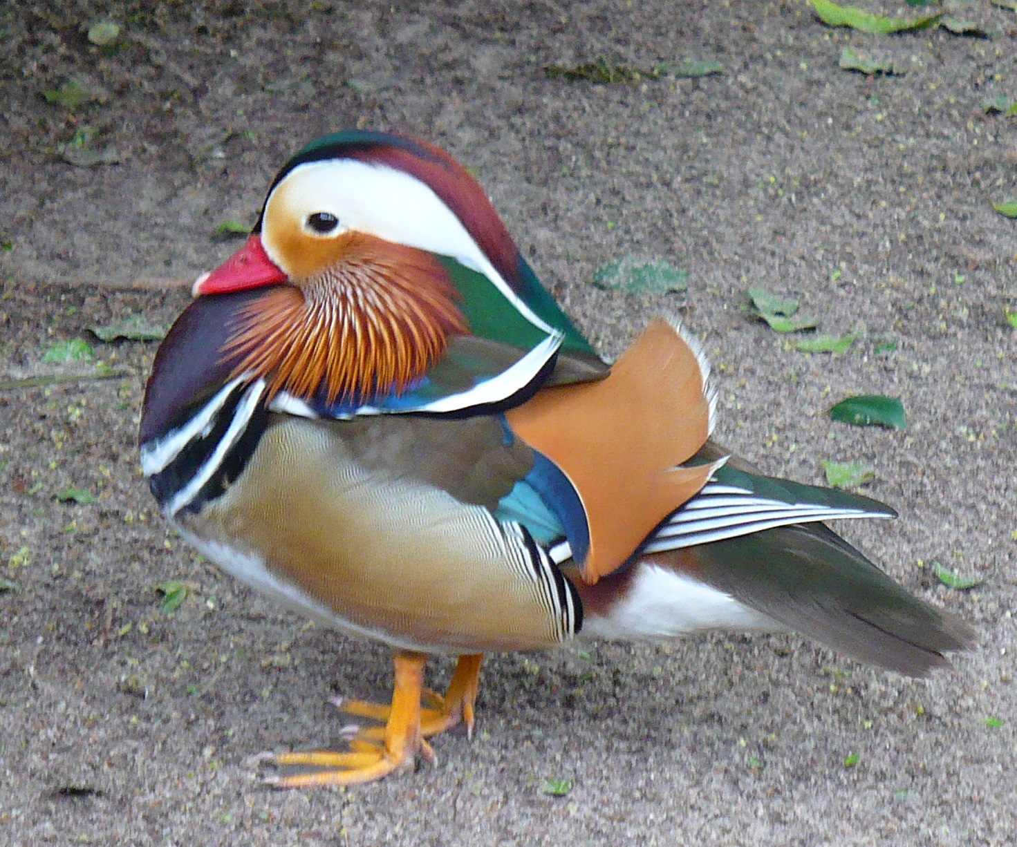 [17+Florianópolis+037.jpg]