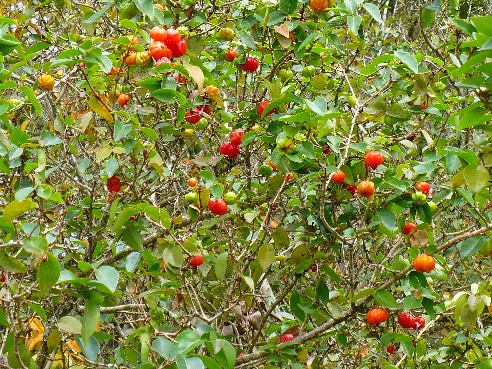 [17+Florianópolis+024.jpg]