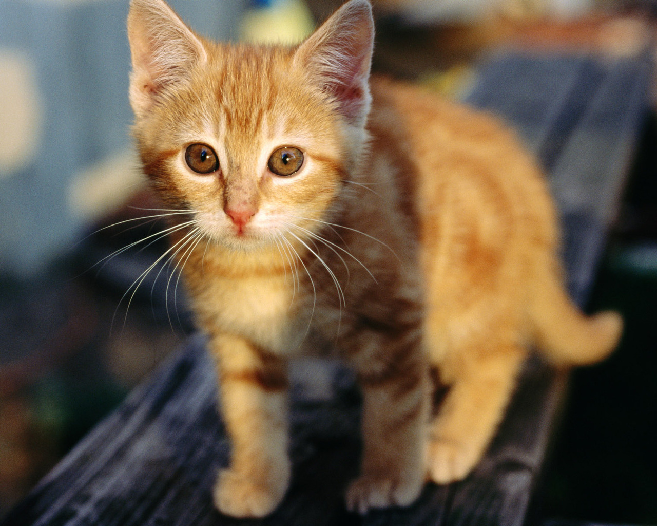 cute orange kitten cute orange kitten