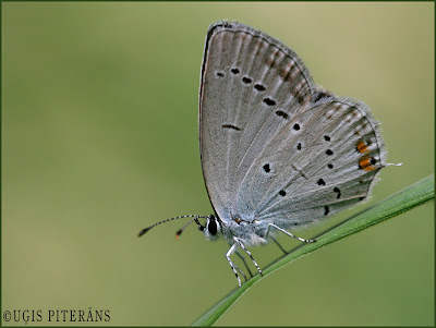 Astainais zilenītis (Everes argiades)