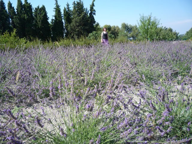 Lavender - just outside Van Gough's window, where he frequently painted