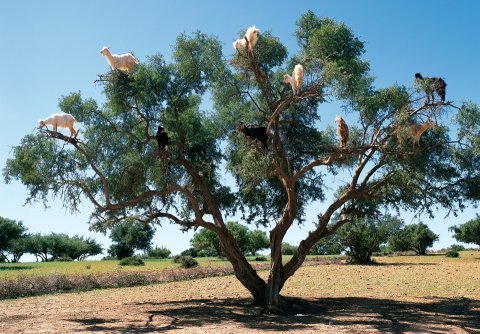 Goats Argan Tree