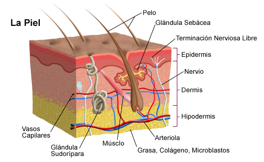 El acné de los esteroides de la causa