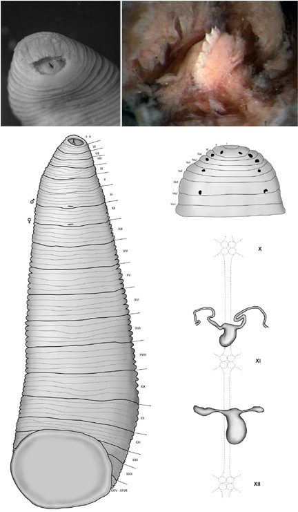 Leech With Teeth