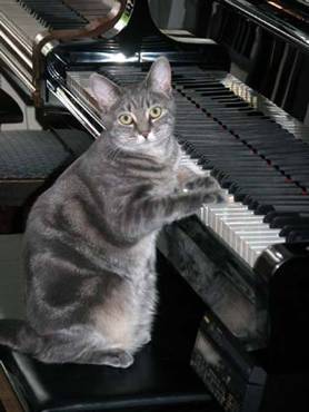 [cat_piano.jpg]