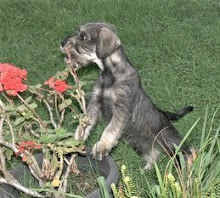 Jebadiah loves to garden