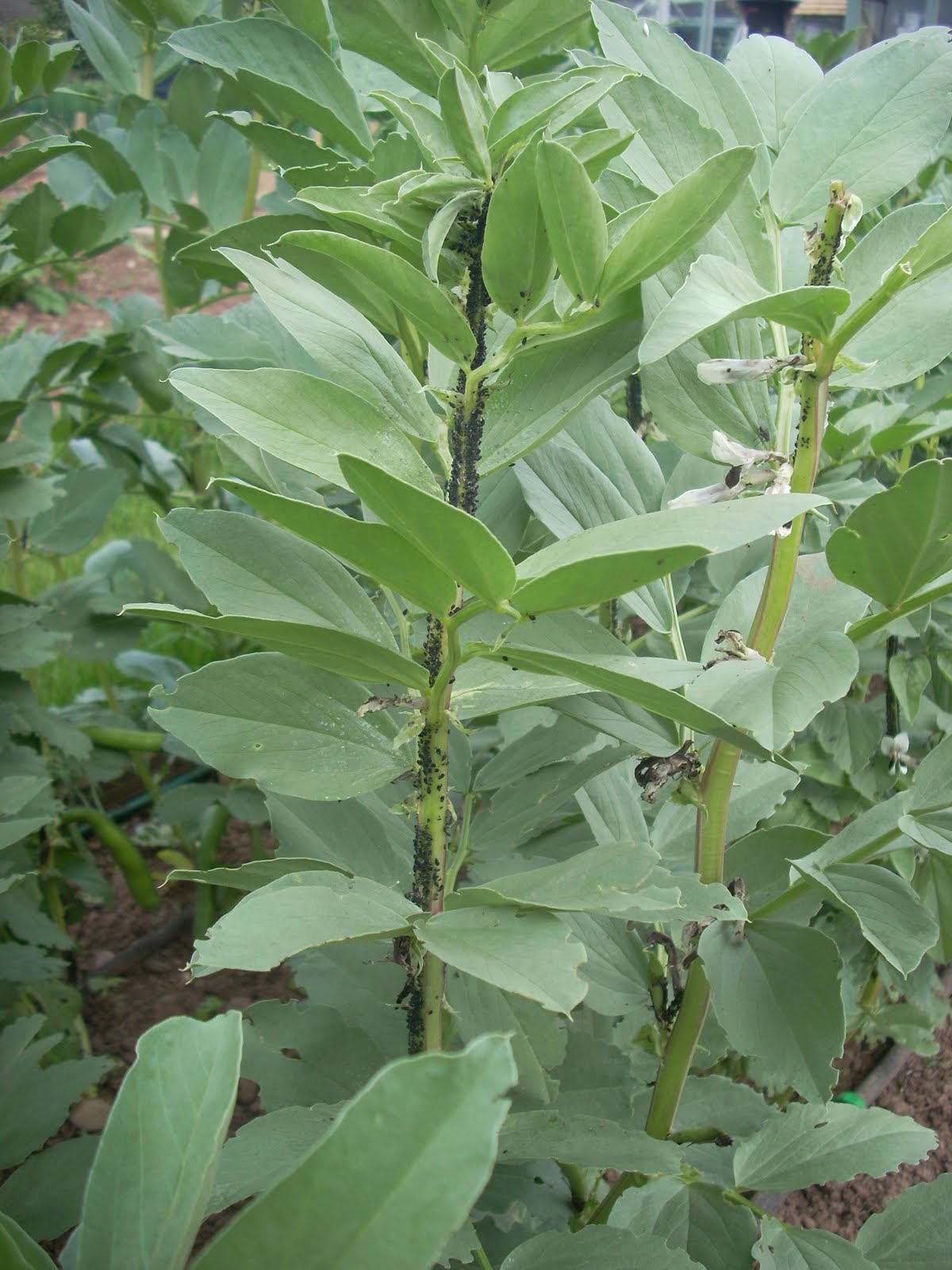 From a Worcester Allotment Black flies running riot!