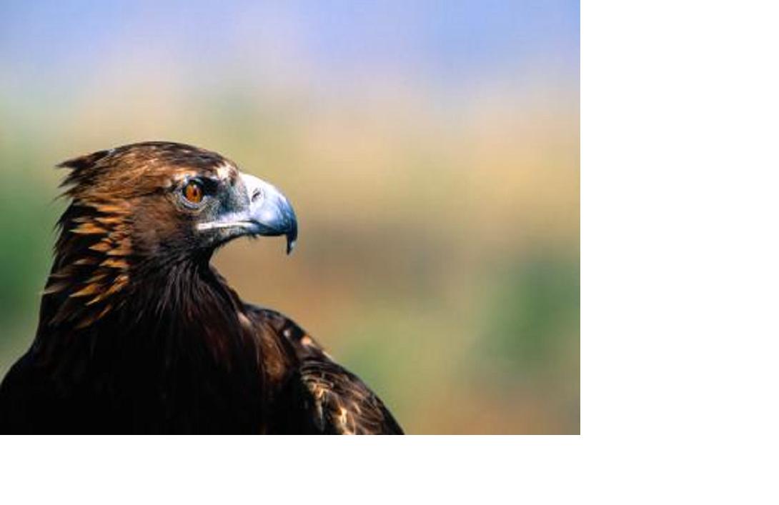 [eagle+6.JPG]