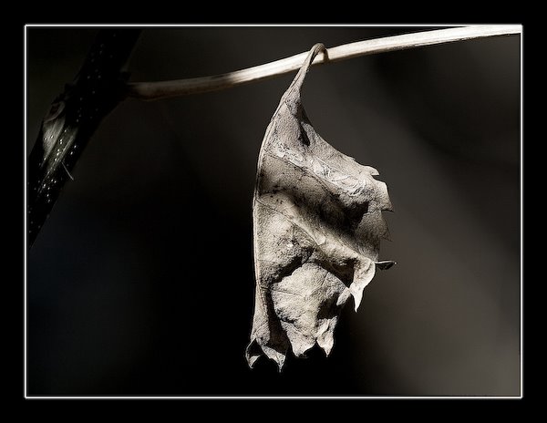 [IMG_20071130_1391_2.jpg]