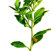 Plant Medicine- Indian Ginseng