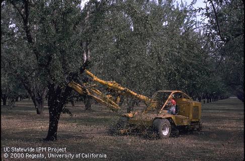 [Shaking+almond+tree.jpg]