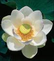 A Ana Cardoso é a flor de lotus