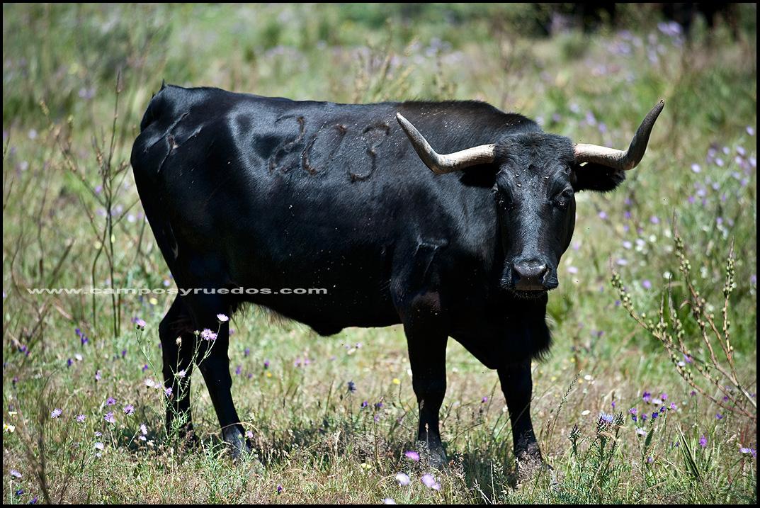 En mars, les vaches au pré,  - Page 5 Une+vache+de+Cuadri