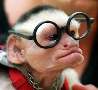 [Image: monkey-with-glasses.jpg]