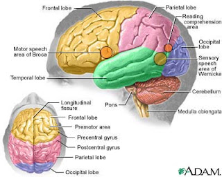 Poverty, parenting linked to child brain development