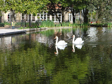 Cisnes