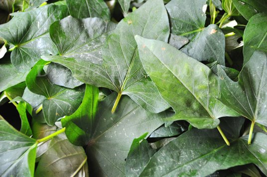 Kamote Leaves