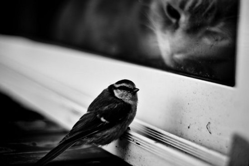 Reč ---> fotografija - Page 8 Animals,bird,black,and,white,cat,nature,photography-6c0b6ad9f6e77b70000788c0709cab03_h