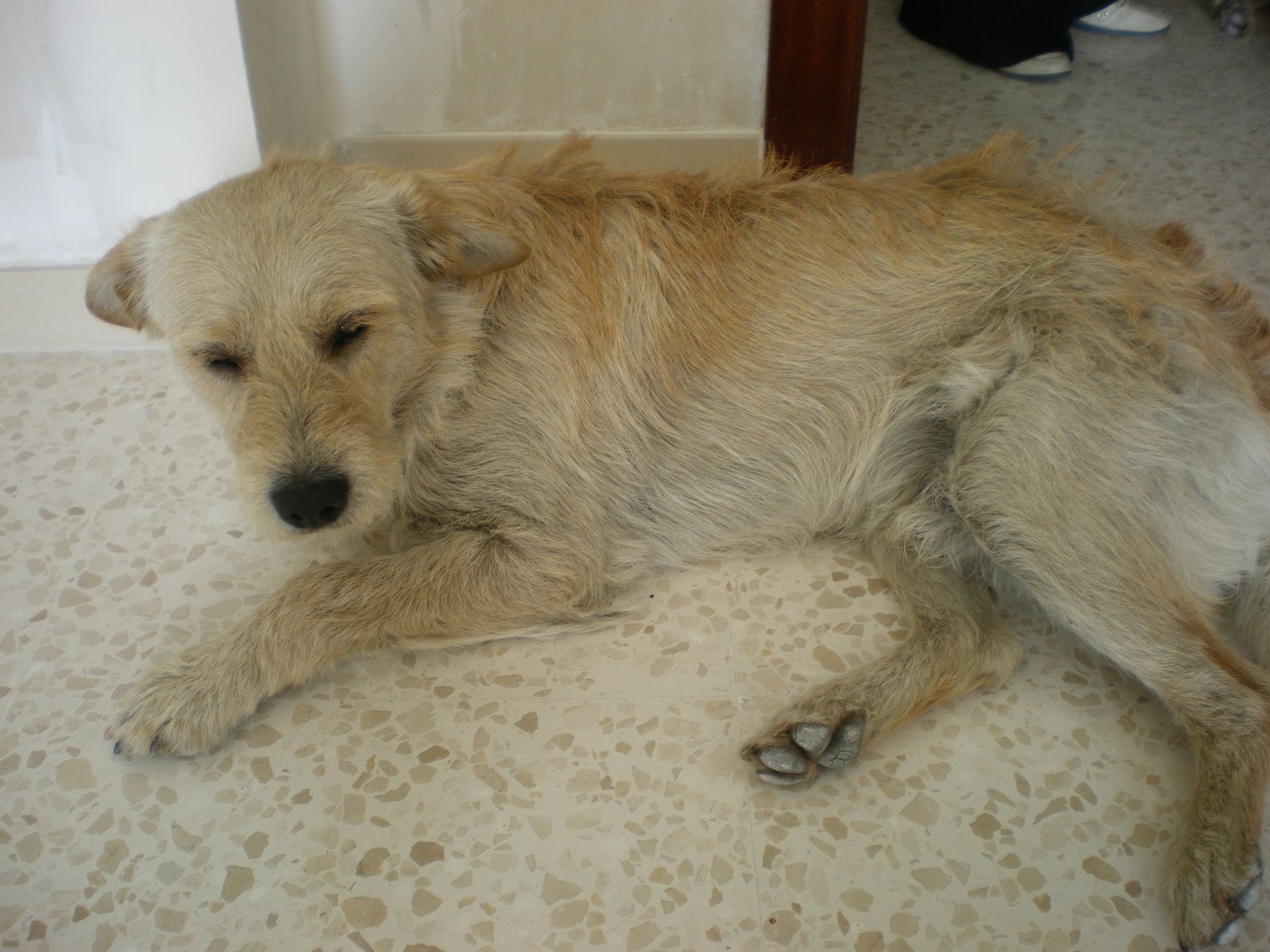 [perros+de+la+rotonda+010.jpg]