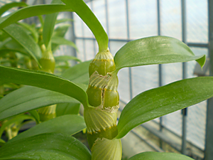 Dendrobium Blog デンドロビュームの花芽分化