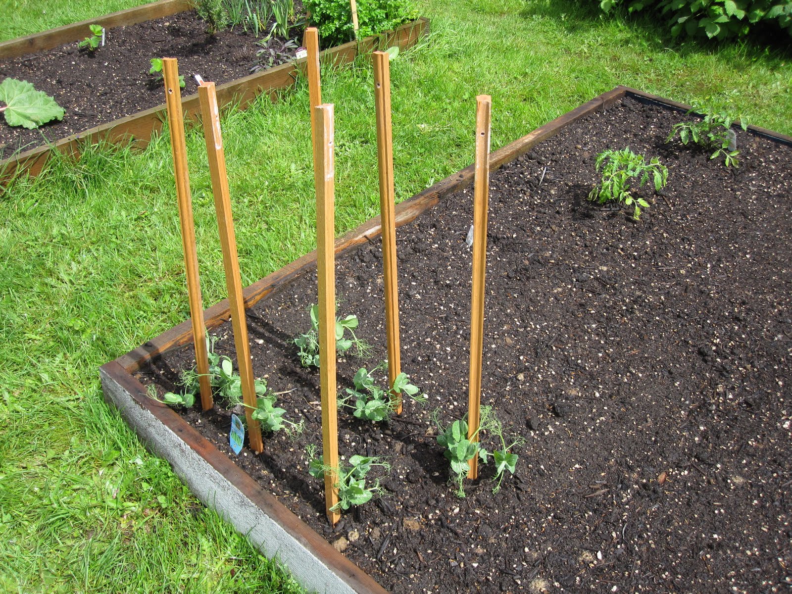 Staking Peas