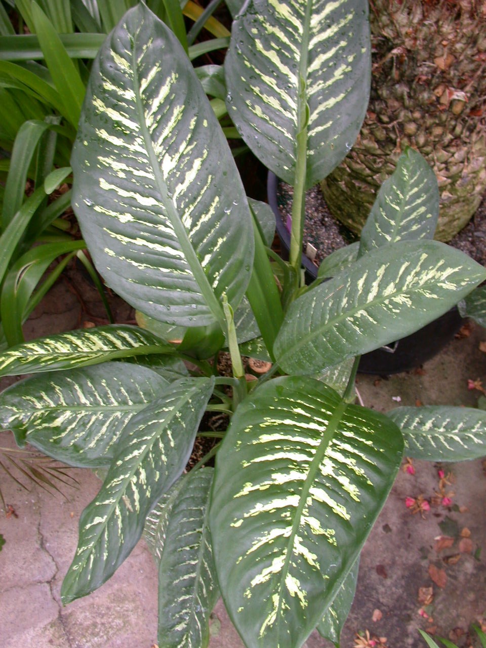Dumb Cane