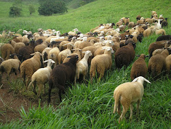 Animais a venda - Borregas 1/2 Texel X Santa Inês