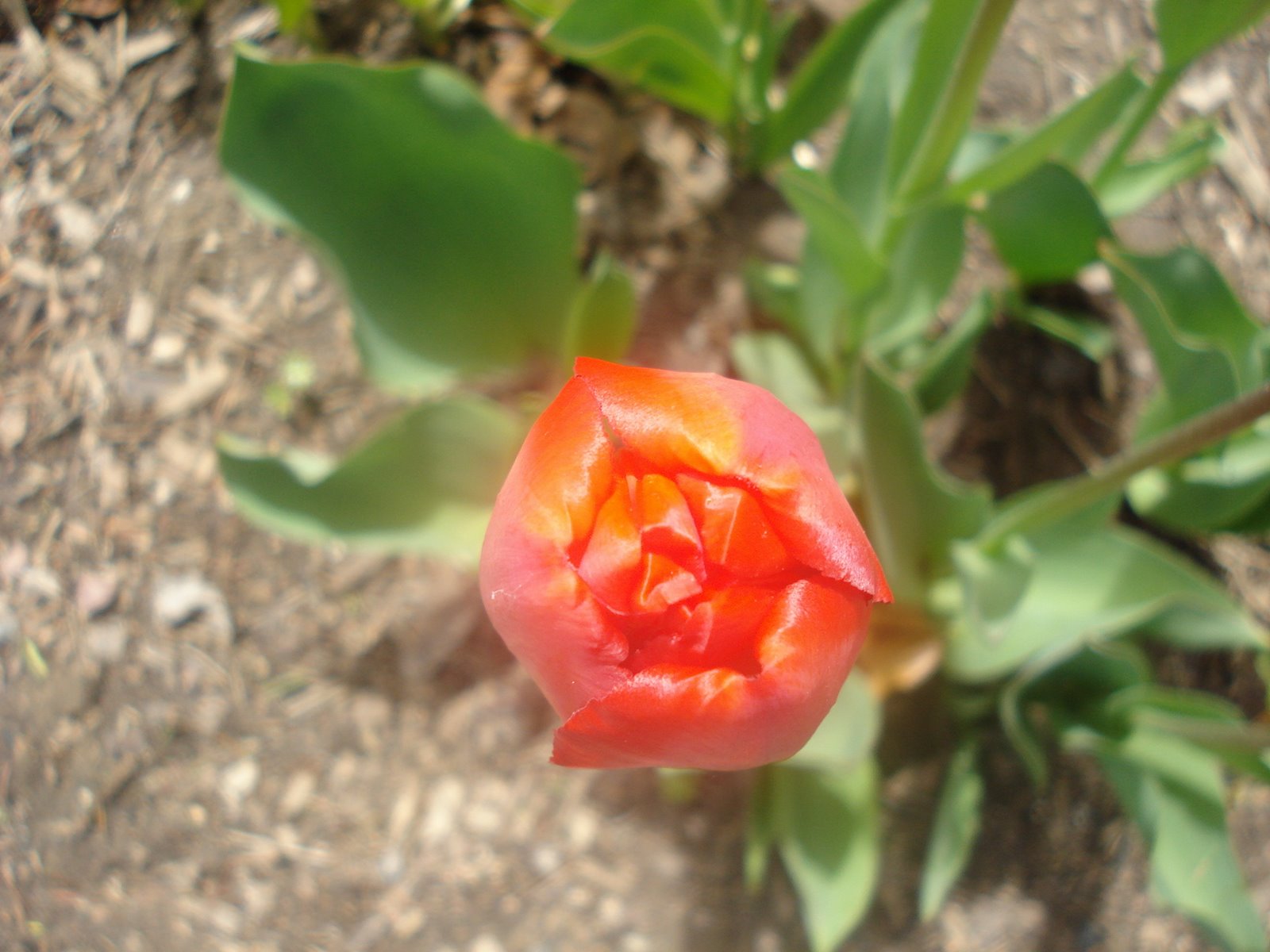 [20080517_49.JPG]