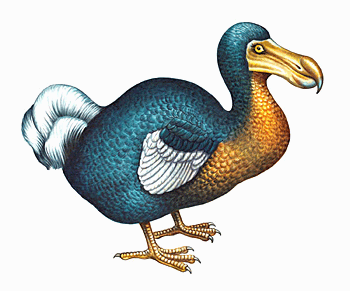 [Dodo-bird.gif]