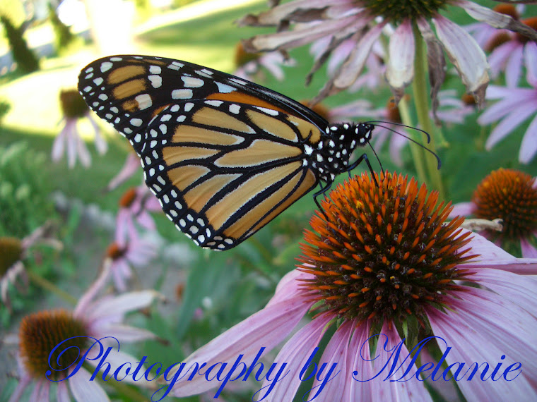 Photography by Melanie