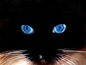 Black cat - Blue Eyes!