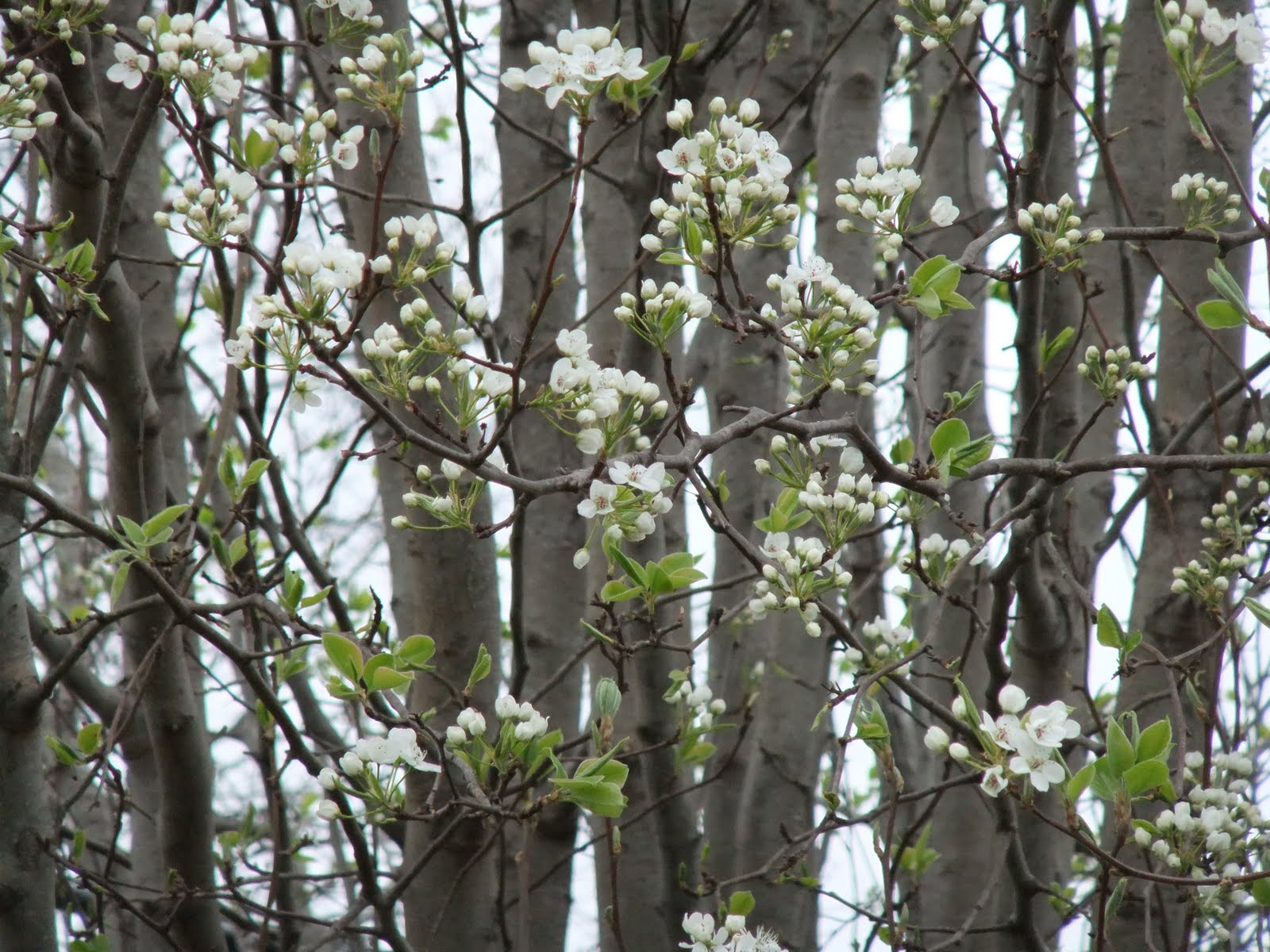 [2009_0106spring0004.JPG]