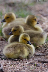 Canada Geese gosslings