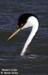 Western Grebe