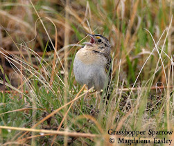 Grasshopper Sparrow