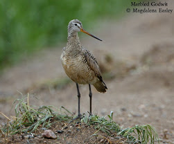 Marbled Godwit